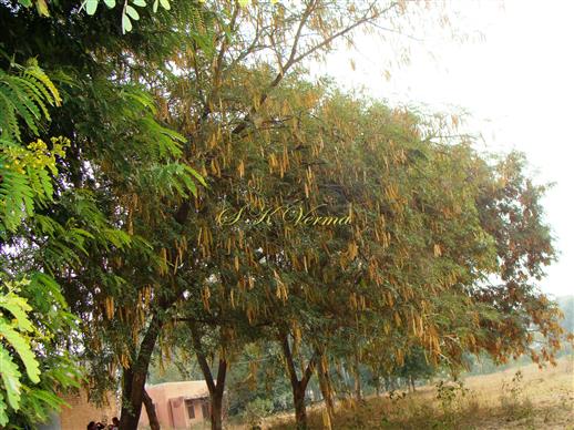  Plant with fruits